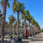 Palma konopná (Trachycarpus fortunei) - výška kmeňa 220-240 cm, celková výška 300-350 cm (-17°C)